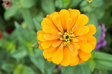 Beautiful Zinnia (Zinnia elegans) flower.