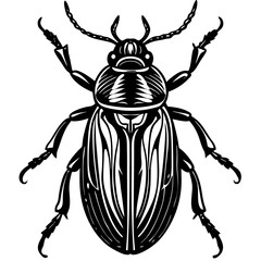 colorado potato beetle