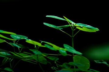 Close-up of a plant with vibrant green leaves against a dark background
