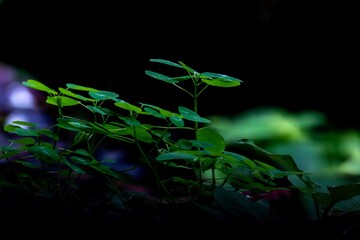 Close-up of Lush Green Plants with Sunlight