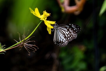 A butterfly is perched on a yellow flower