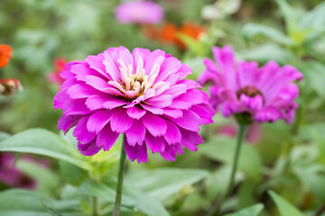 Obraz premium Beautiful Zinnia (Zinnia elegans) flower.