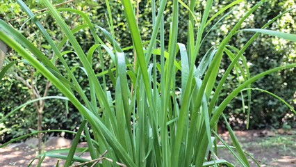 Fresh Lemongrass Plant, Aromatic Cymbopogon Citratus in Garden, Culinary and Herbal Ingredient	