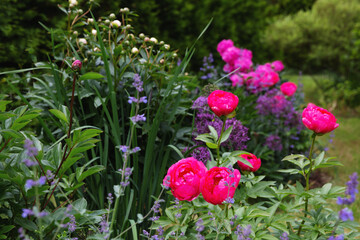 Colorful summer garden with blooming peonies Cytherea, alliums, catmint, fresh green foliage, floral harmony, seasonal flowers, tranquil nature scene, botanical beauty, pink flowers, vibrant colors