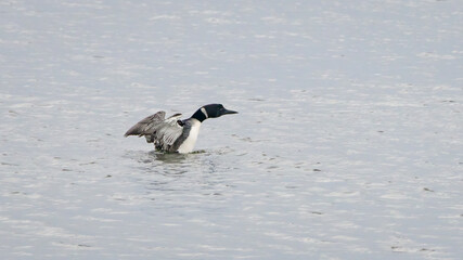 Common loon spreadings its wings on the river on a spring early evening