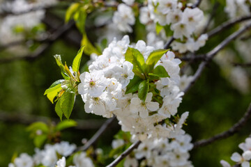 Flowering cherry tree, Prunus avium, in spring