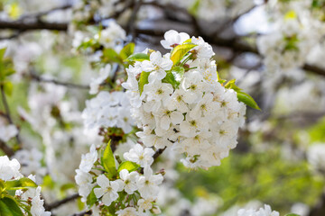 Flowering cherry tree, Prunus avium, in spring