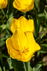 flowers of the Tulipa Jan Van Nes variety grown in a garden in Madrid