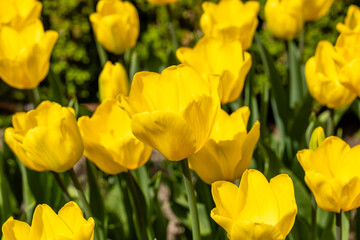Obraz premium flowers of the Tulipa Jan Van Nes variety grown in a garden in Madrid