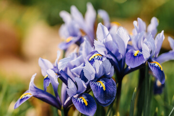 Blooming Purple Iris Flowers in Spring Garden, Close-Up of Vibrant Irises with Yellow Accents, Natural Floral Background, Botanical Beauty in Outdoor Garden, Fresh Seasonal Blossoms