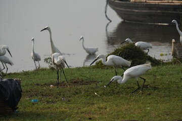 Indian herons and egrets are elegant white wading birds with long legs and necks, often seen near...