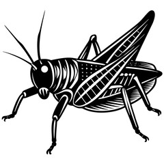grasshopper on white background