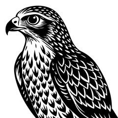 eagle vector illustration