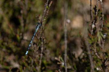male common blue damselfly or common bluet (enallagma cyathigerum)