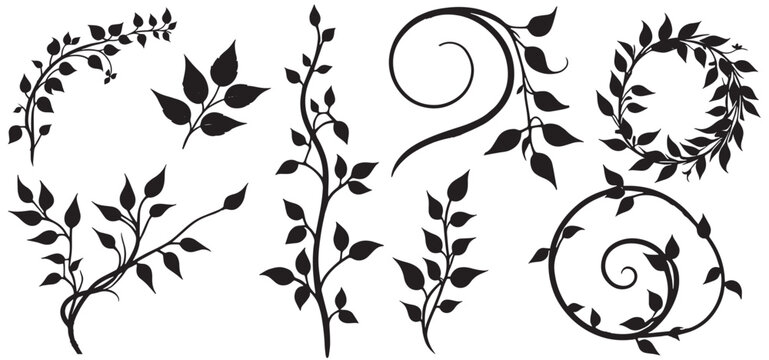 vine climbing plant with  leaf set silhouette, flat vector illustration isolated on white background. black vines plant decorative vector