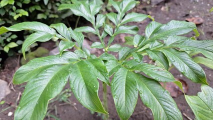 Amorphophallus Muelleri Plant in Natural Environment  High-Resolution Botanical Photo of Porang for...