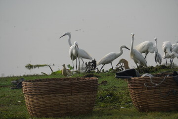 Indian herons and egrets are elegant white wading birds with long legs and necks, often seen near...