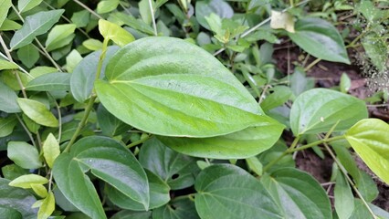 Heart-Shaped Betel Leaves of Piper Betle Plant, Vibrant and Glossy Green Herb Growing in Garden,...