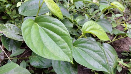 Lush Green Betel Leaves on Soil, Close Up of Glossy Piper Betle Plant, Aromatic Traditional Asian...