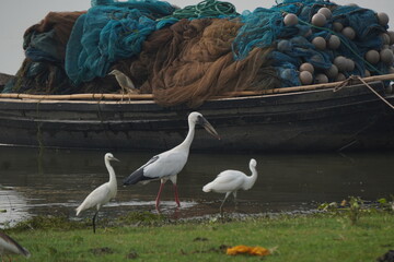 Indian herons and egrets are elegant white wading birds with long legs and necks, often seen near...