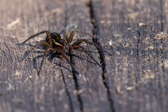 A raft spider (dolomedes fimbriatus) on ground