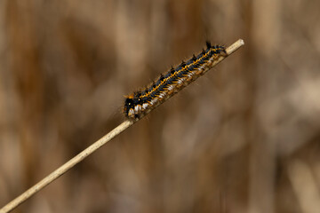 caterpillar of  the drinker (euthrix potatoria); the drinker is a nocturnal butterfly / moth