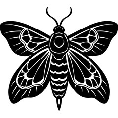 black and white butterfly