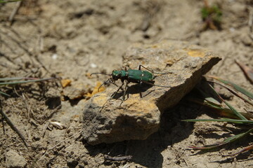the green tiger beetle (Cicindela campestris) colorful, but deadly to small insects 