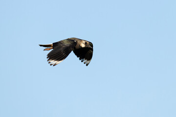 Adult Northern Lapwing (Vanellus vanellus) in flight against the blue sky