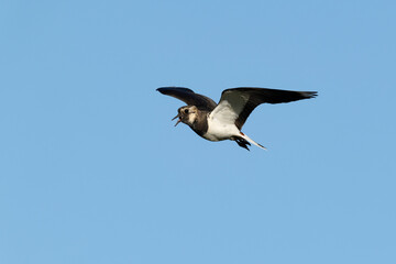 Adult Northern Lapwing (Vanellus vanellus) in flight against the blue sky