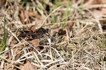 male white-faced darter or small whiteface (Leucorrhinia dubia) perching in grass