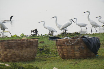 Indian herons and egrets are elegant white wading birds with long legs and necks, often seen near...