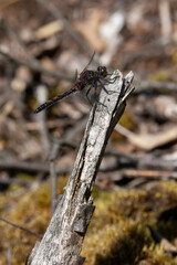 male white-faced darter or small whiteface (Leucorrhinia dubia) perching on a branch