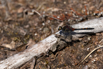 male white-faced darter or small whiteface (Leucorrhinia dubia) perching on a branch on ground