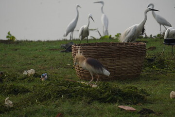 Indian herons and egrets are elegant white wading birds with long legs and necks, often seen near...