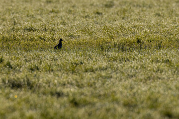 Silhouette of an adult Common Redshank (Tringa totanus) on wetland in back light with morning dew 