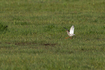 Adult male Common Redshank (Tringa totanus) is walking along its territory while lifting its wings