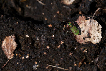 green tiger beetle (cicindela campestris) on open uncovered peat