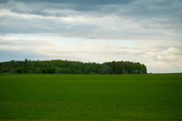Wide green field with distant forest and cloudy sky, peaceful rural summer landscape
