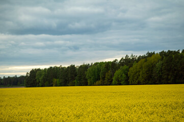 Yellow rapeseed field at sunset with forest on horizon, beautiful summer countryside landscape