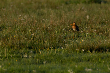 adult black-tailed godwitt (Limosa limosa) on wetland in warm morning light