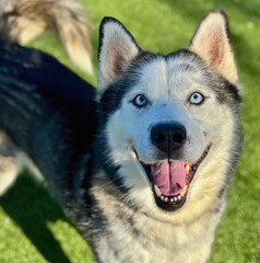Classic Siberian Husky with Bright Blue Eyes