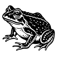 frog on white background