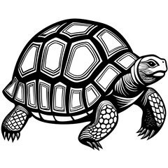 turtle vector illustration