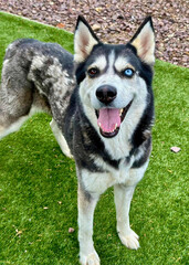 Happy Siberian Husky Standing on Grass