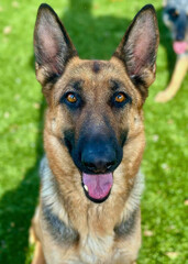 German Shepherd Dog Smiling on Lawn
