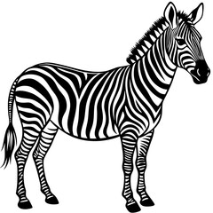 zebra cartoon vector illustration