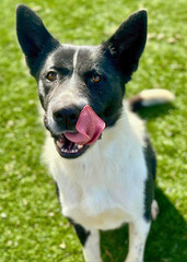 Black and White Dog Licking Nose on Grass