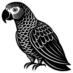 black and yellow macaw