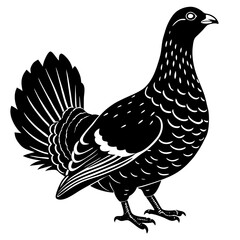 rooster isolated on white background